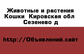 Животные и растения Кошки. Кировская обл.,Сезенево д.